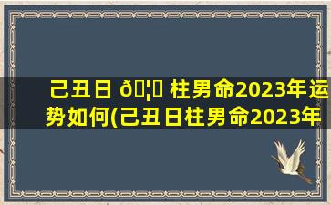 己丑日 🦄 柱男命2023年运势如何(己丑日柱男命2023年运势如何呢)